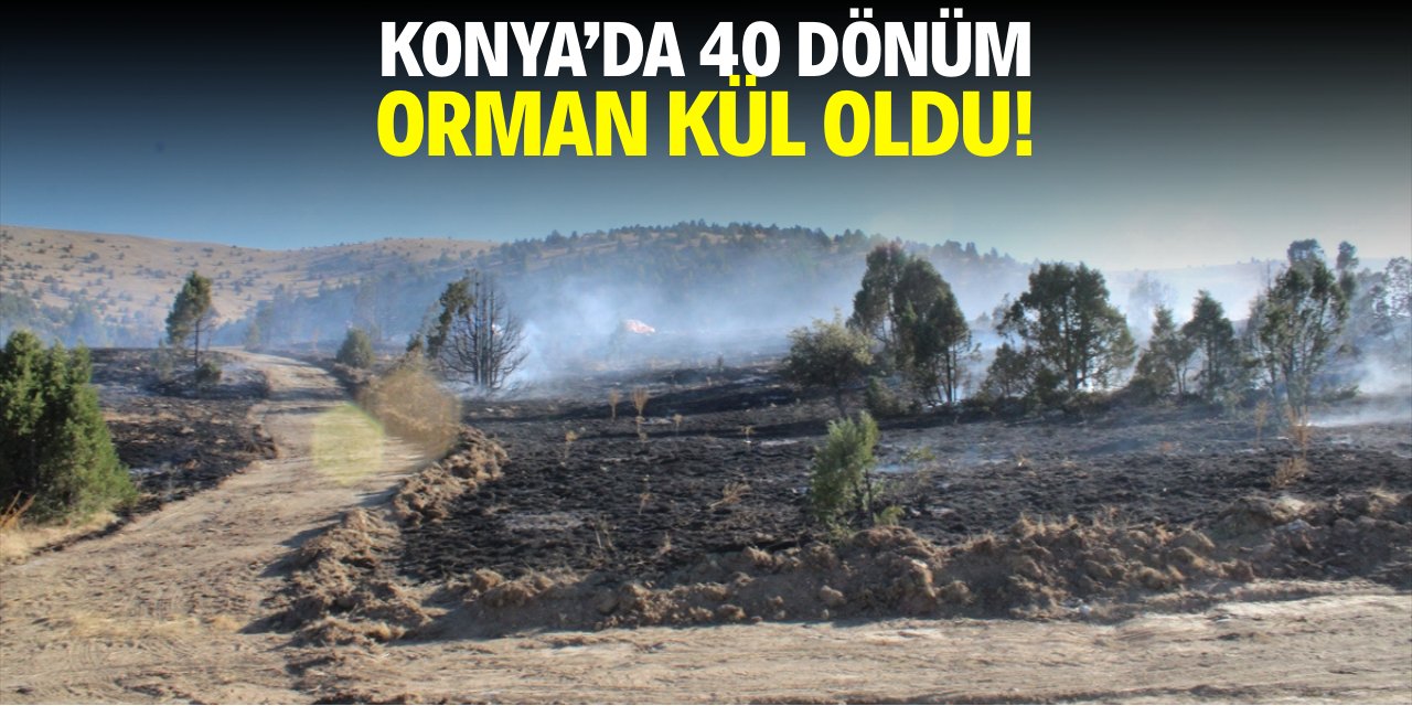 Konya'da 40 dönüm orman kül oldu!