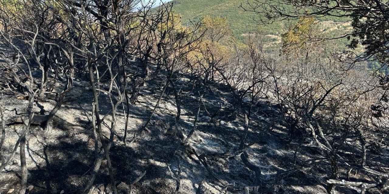 Akşehir'de çıkan orman yangını söndürüldü
