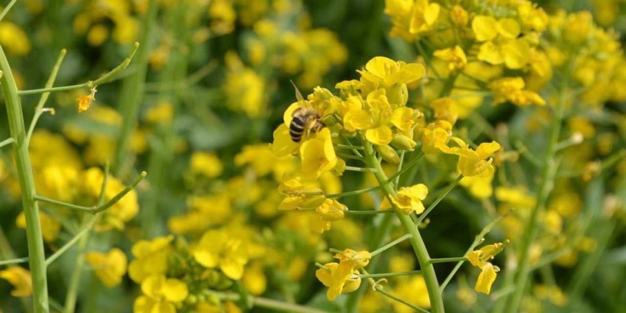 Seydişehir'de Lenox tohum desteği