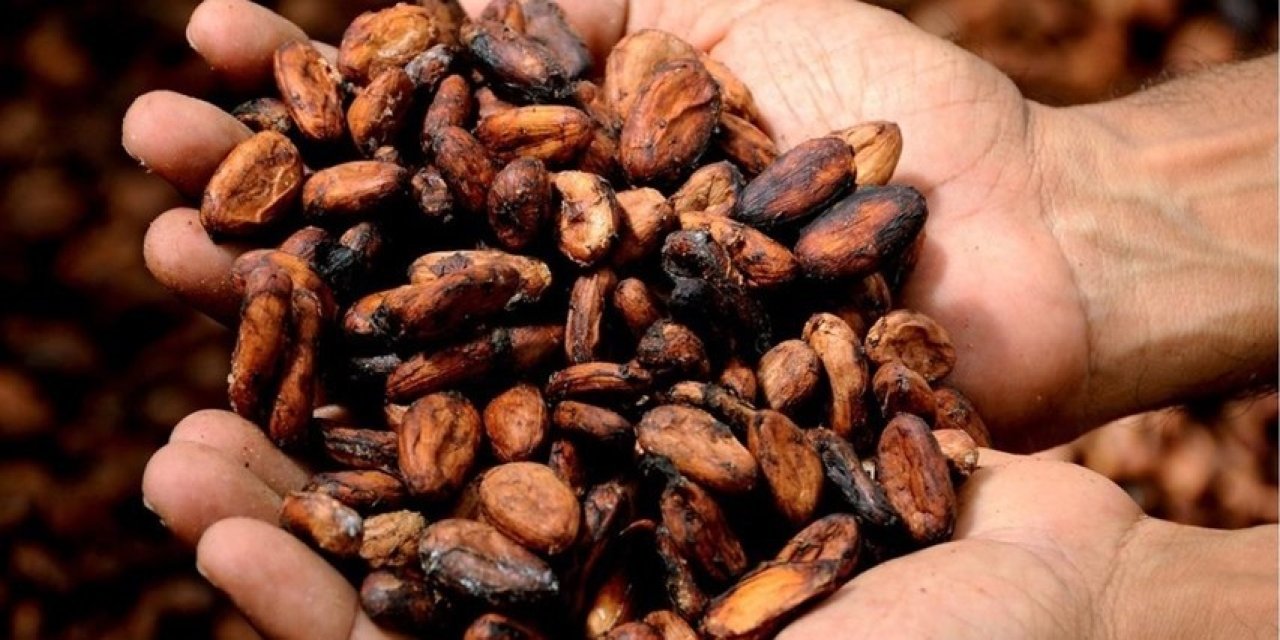 Kakao fiyatları yüzde 40'tan fazla geriledi