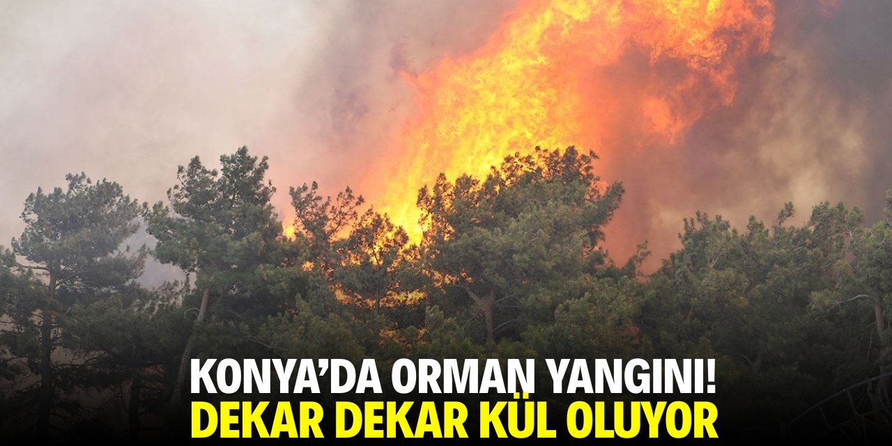 Konya'da sazlık alandaki yangın ormana sıçradı! Ağaçlar kül oluyor