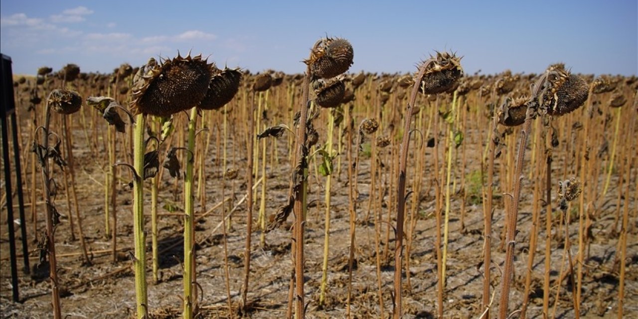 Kuraklık ayçiçeğinde verimi düşürdü