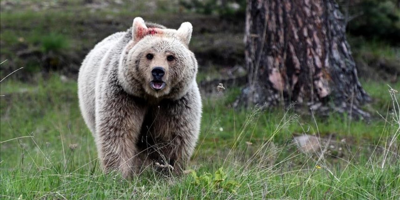 Bak şu ayının yaptığına!