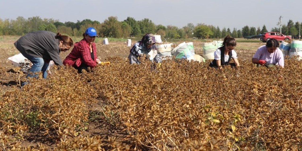 Üniversite öğrencileri aspiri kampüste üretti