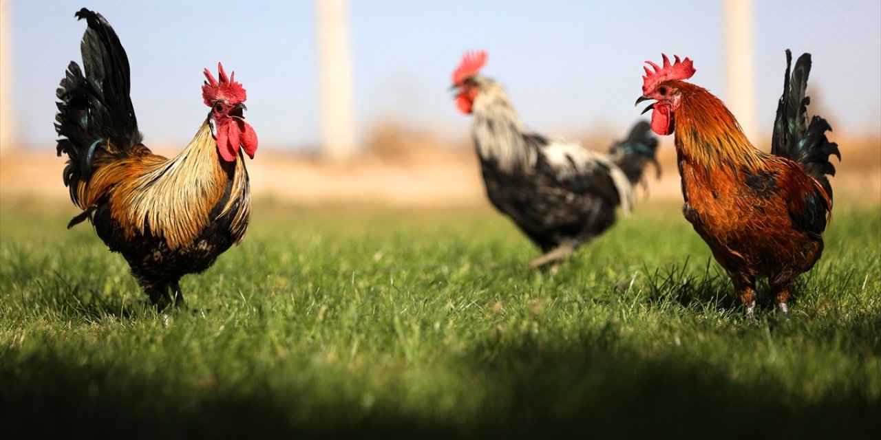 Denizli horozunun ırkı Konya'daki enstitüde korunuyor