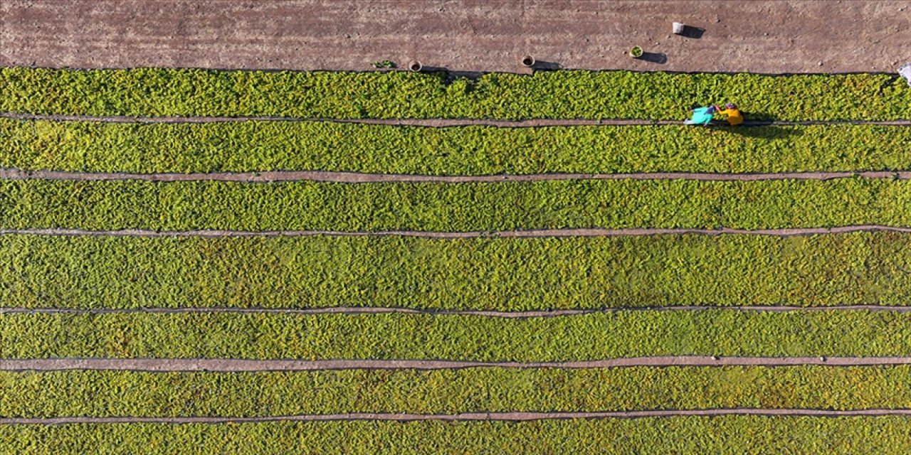Çiftçilere 349 milyon lira destek