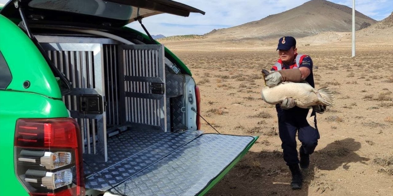 Karaman'da yaralı bulunan 3 pelikan ve 1 kızıl şahin tedavi altına alındı