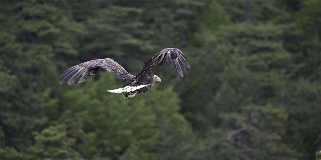 DKMP'de 13 yılda yaklaşık 73 bin yaban hayvanı tedavi edilerek doğaya salındı