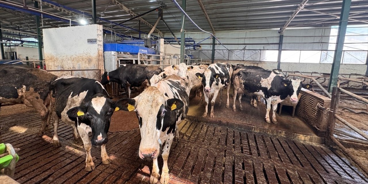 Robotla sağılan ineklere özel yem ödülü