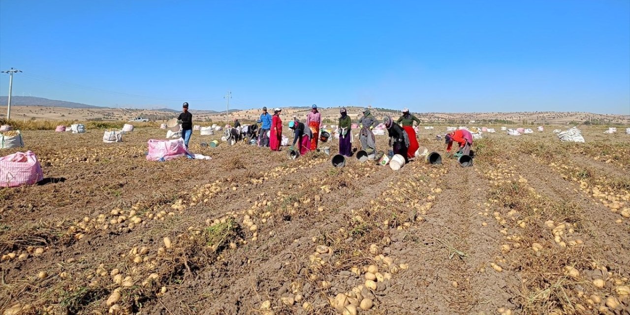 Konya'da patates hasadı başladı