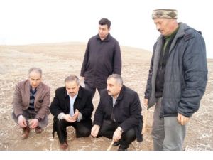 Çiftçi Tedirgin, Verim Kaybı Yüzde 50'ye Yaklaştı