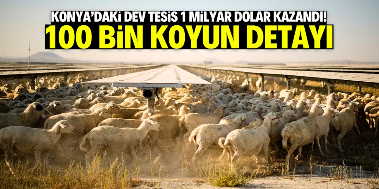 Konya'daki tesis 1 milyar dolar kazanç sağladı! 100 bin koyun detayı