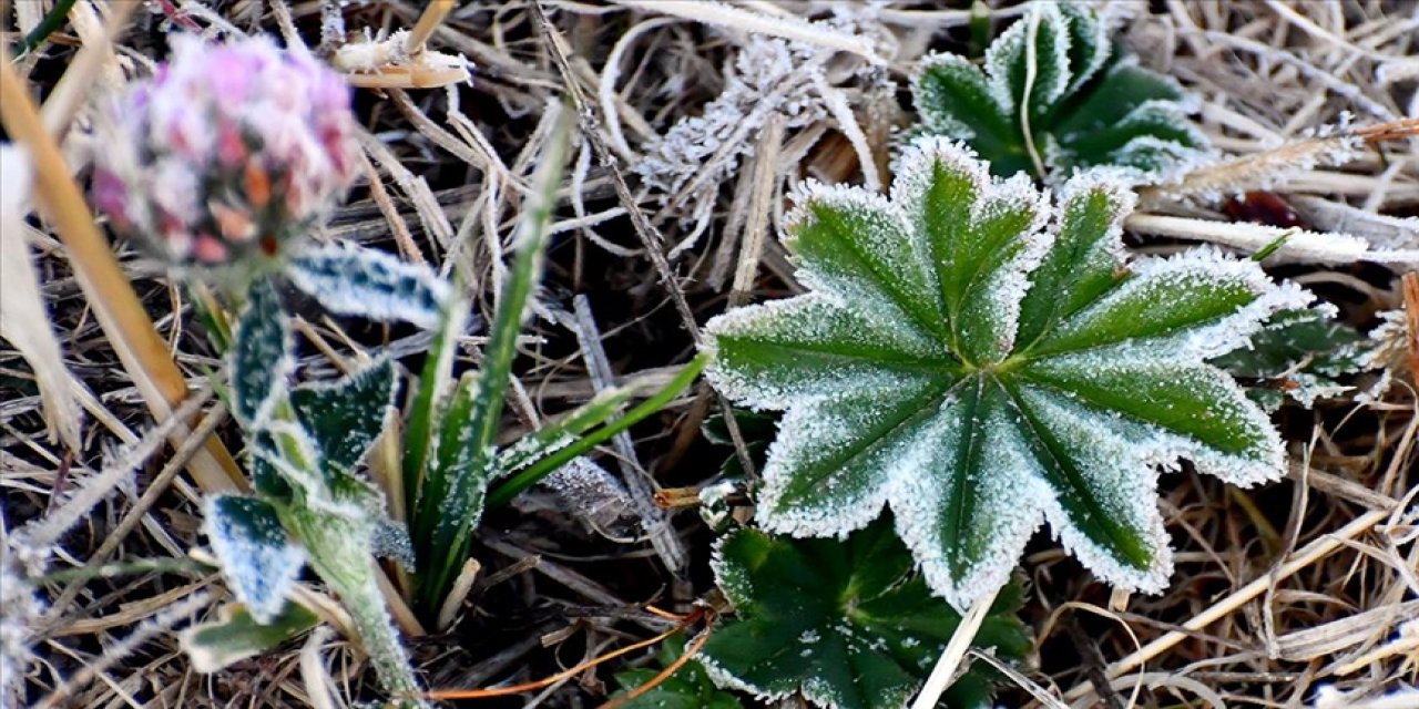 Sarıkamış'ta araç camları ve bitkiler kırağı tuttu