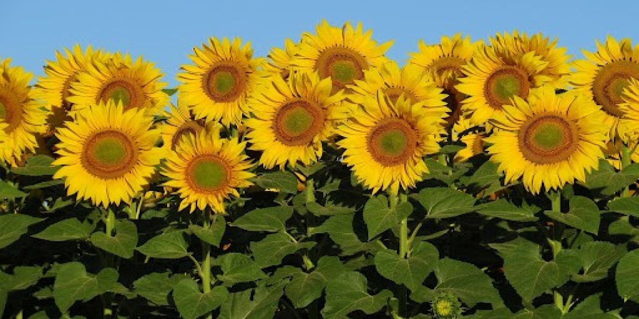 Tarım İşletmeleri yağlık ay çiçeği satacak