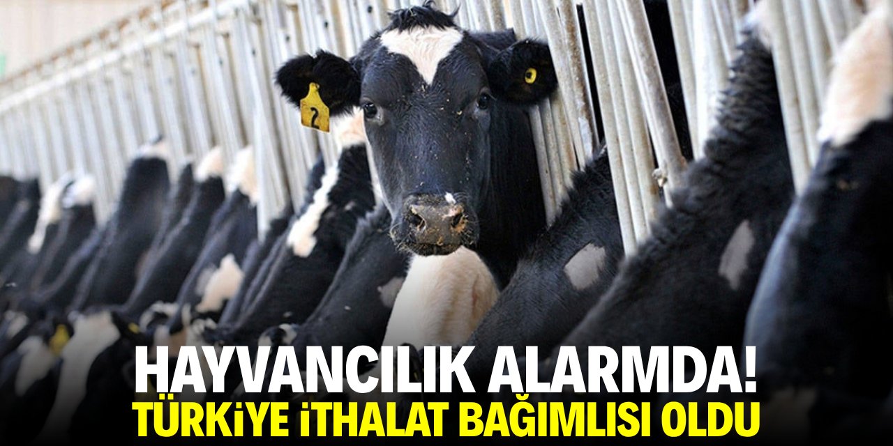 Hayvancılık alarmda! İthalata bağımlılık artıyor