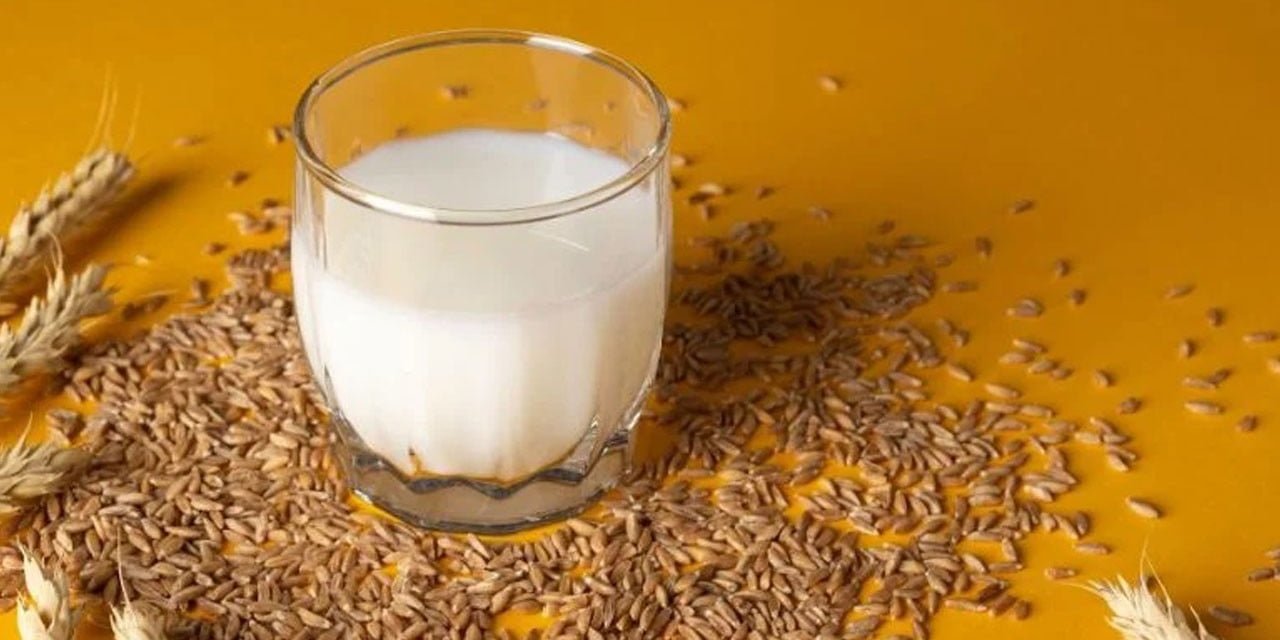 'Sütlü buğdaylı' içecek üretildi