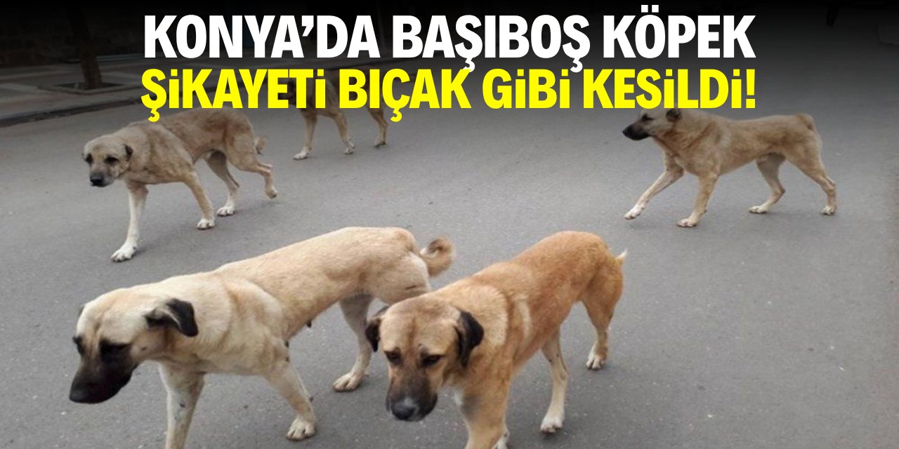 Konya’da başıboş köpek şikayeti bıçak gibi kesildi!
