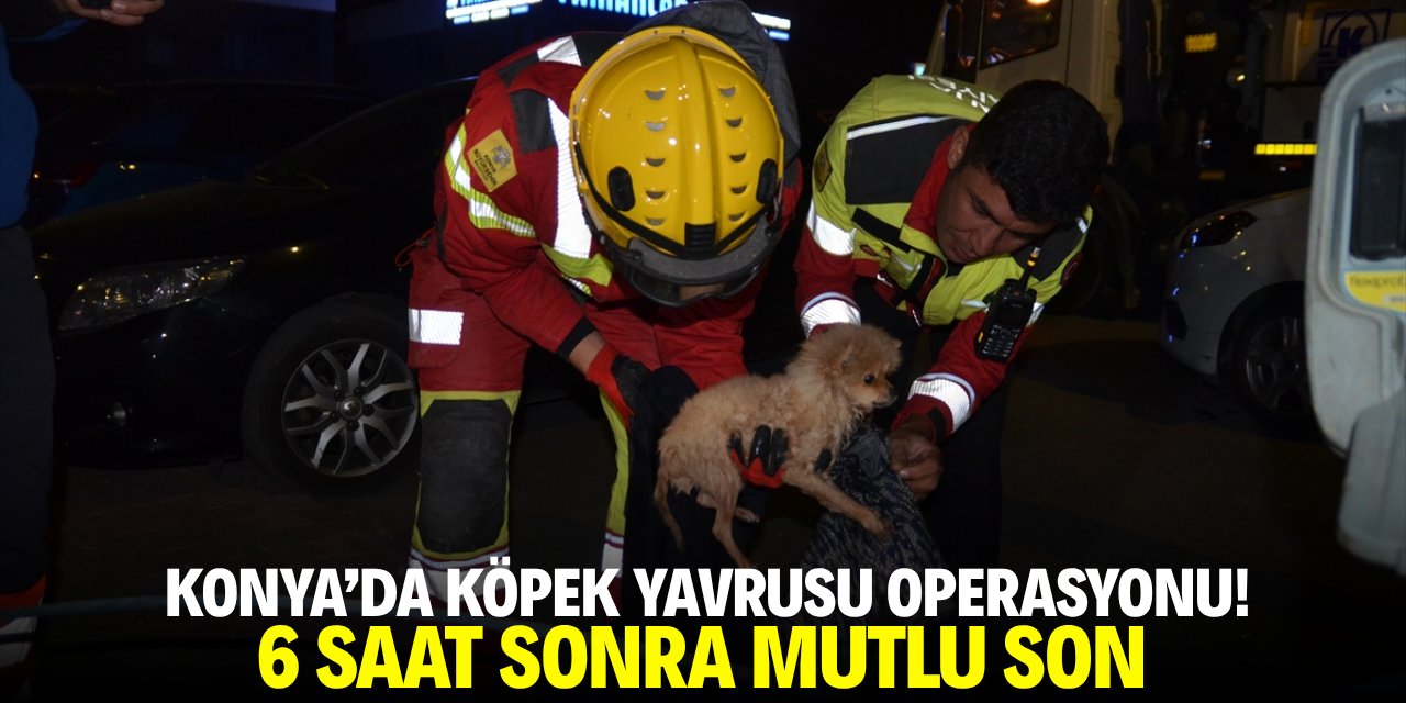 Konya'da 6 saatlik köpek yavrusu operasyonu! Seferber oldular