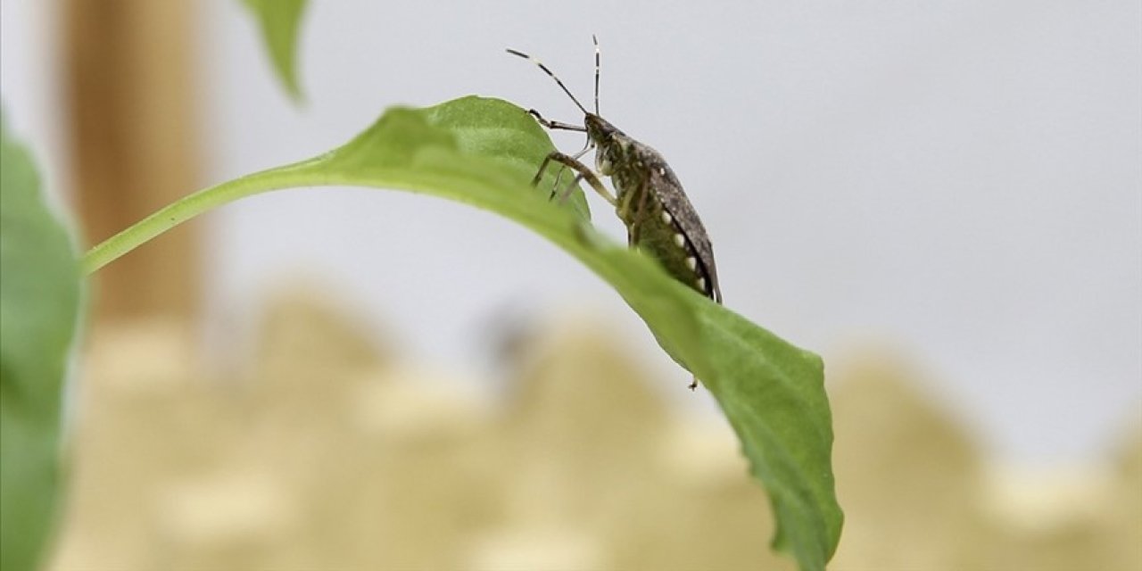 Çiftçinin yeni kabusu: Kahverengi kokarca