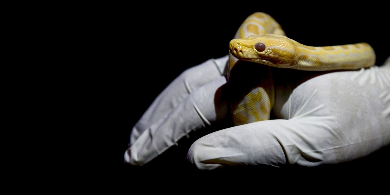 Asayiş kontrolünde cebinden yavru piton çıktı