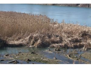 'Bafra Sazlıkları Ekonomiye Kazandırılmayı Bekliyor'