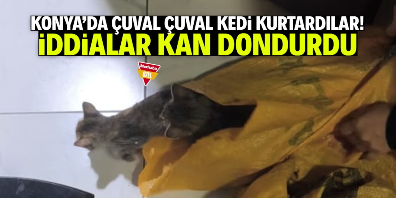 Konya'da çuval çuval kedi kurtardılar! İddialar kan dondurdu