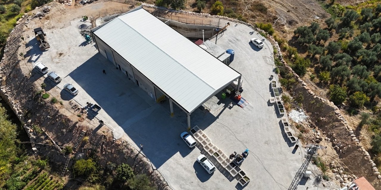 Zeytinyağı sıkım tesisleri halka kazanç oldu