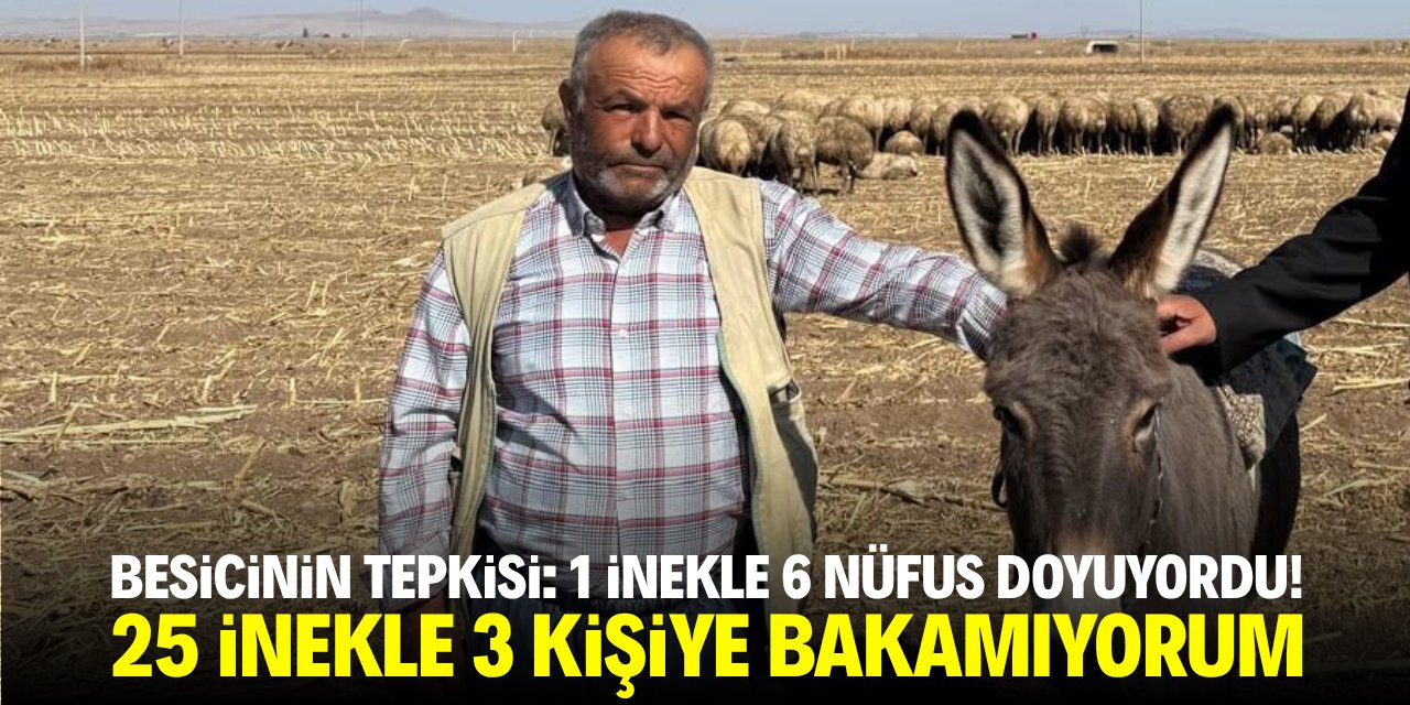 Besicinin tepkisi: 1 inekle 6 nüfus doyuyordu! 25 inekle 3 kişiye bakamıyorum