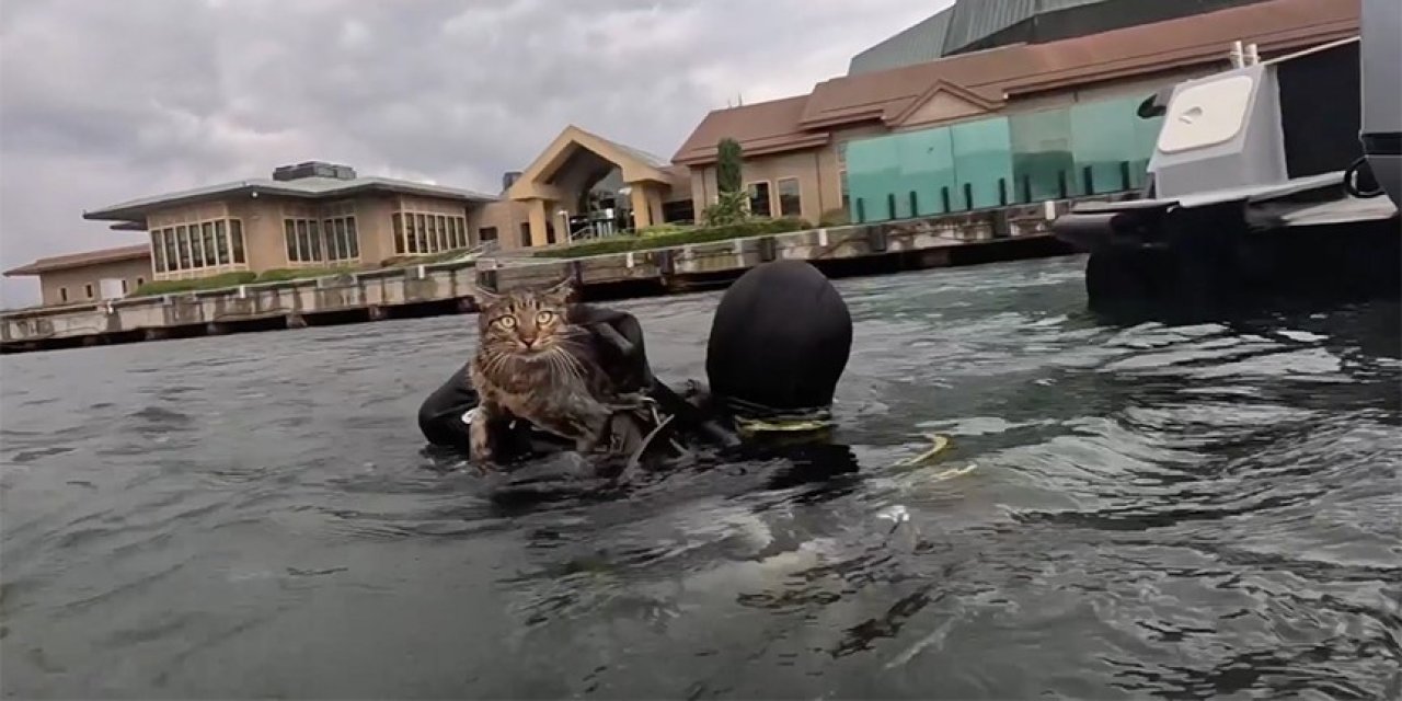 Kedi için dalgıç polisler seferber oldu