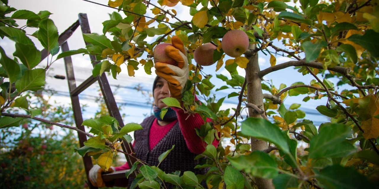 Sezonun son elmaları özenle hasat ediliyor