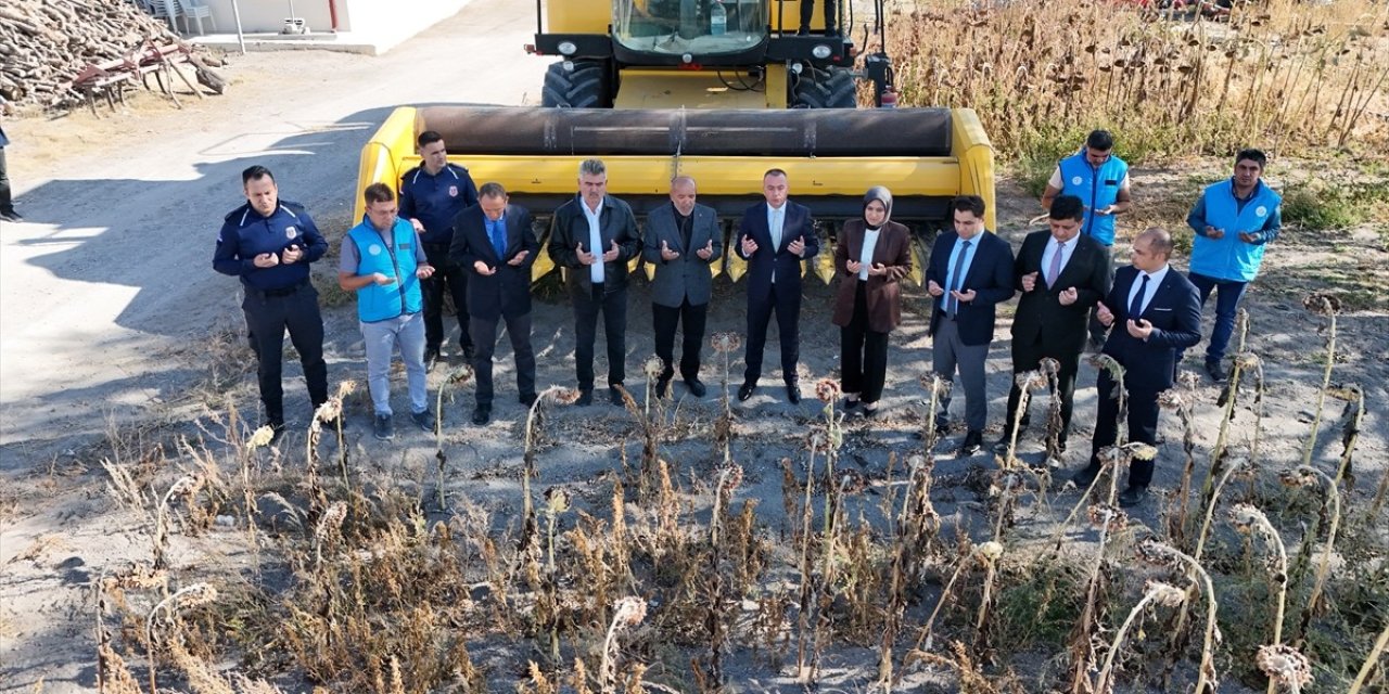 Hükümlülerin cezaevinde ürettiği ayçiçeği hasat edildi