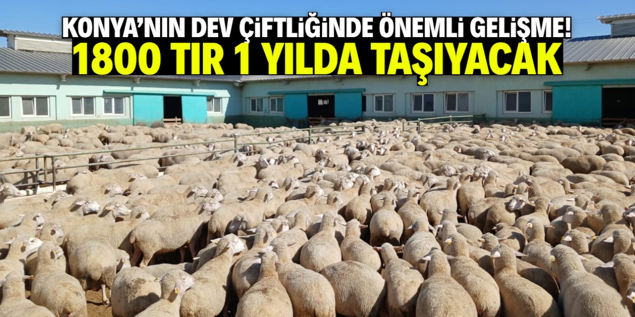 Konya'nın en büyük çiftliğinde önemli gelişme! 1800 TIR taşıyacak