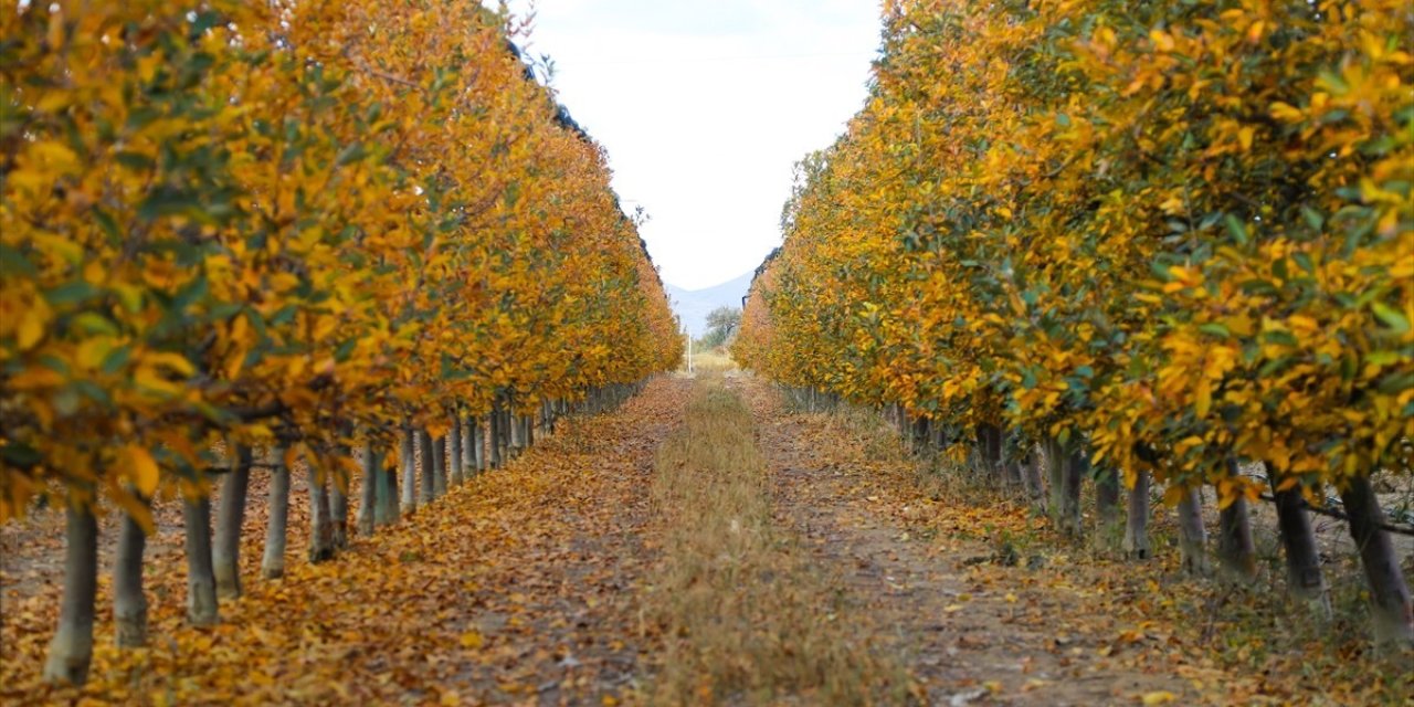 Elma bahçelerinde sonbaharın renkleri