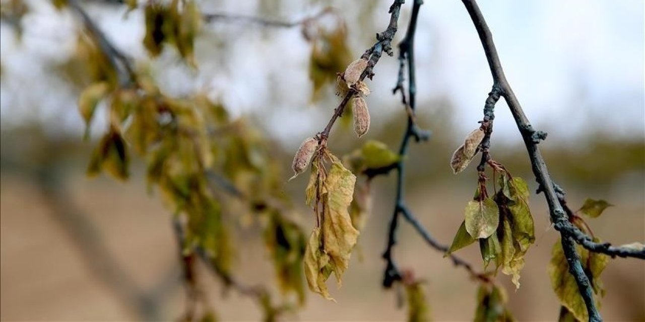Zirai don için yeni destek ödemesi