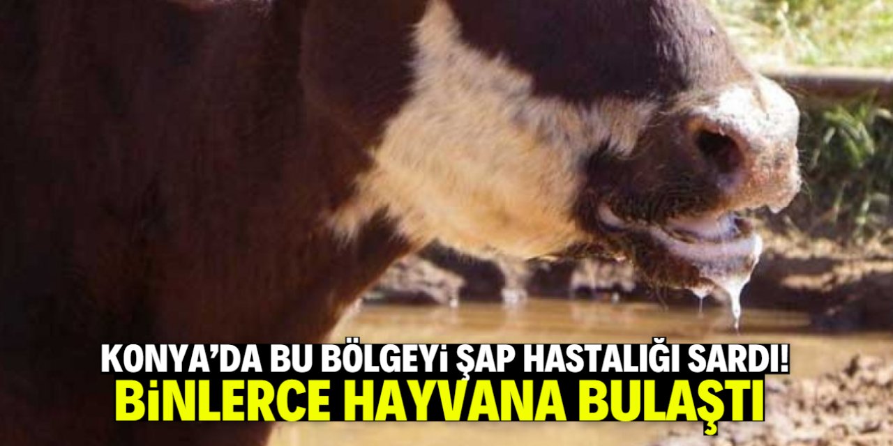 Konya'da bu bölgeyi şap hastalığı sardı! Binlerce hayvana bulaştı
