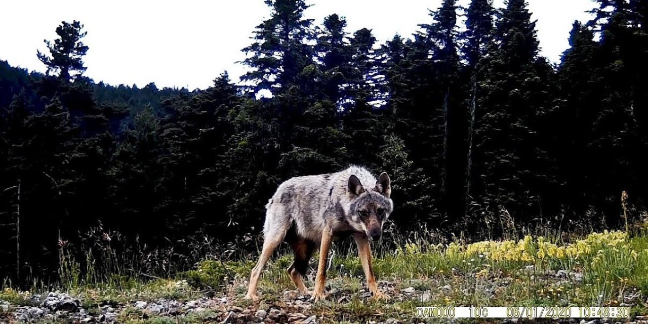 Yaban hayatı fotokapanla görüntülendi