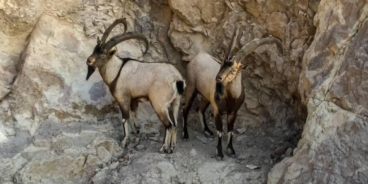 Konya'da yasa dışı ava ceza