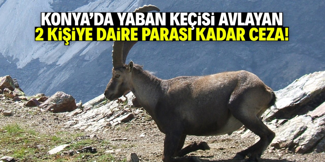 Konya'da 2 yaban keçisini avlayanlara daire parası kadar ceza!