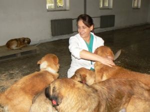 Enez'de Sokak Köpekleri Kısırlaştırıldı