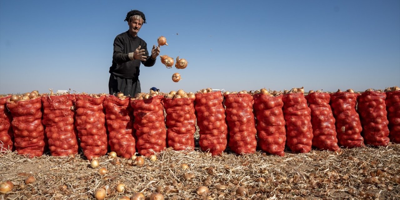 Konya'da soğan hasadı başladı