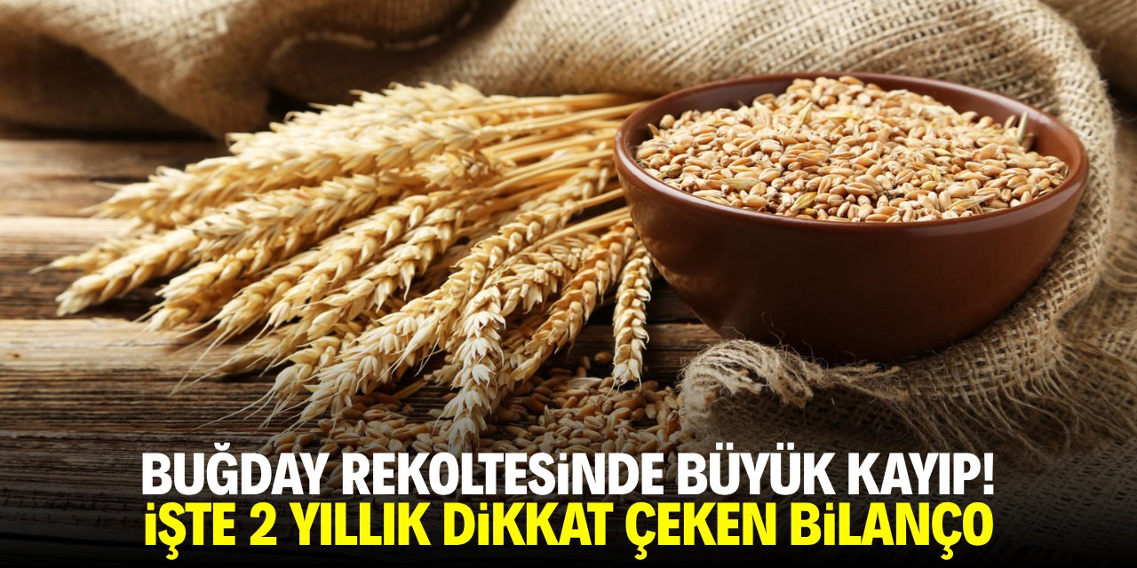 Buğday rekoltesinde büyük kayıp! İşte iki yıllık dikkat çeken bilanço