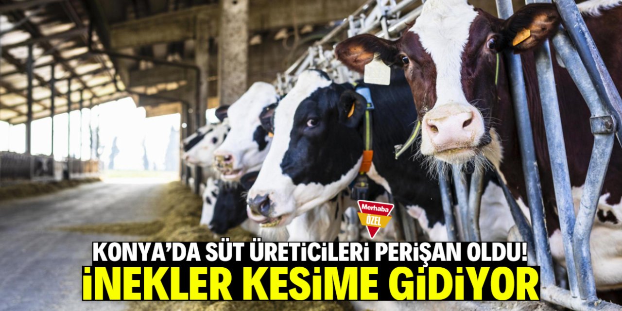Konya'da süt üreticileri perişan oldu! İnekler kesime gidiyor