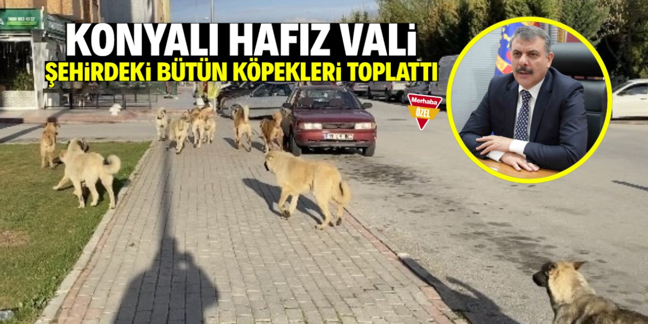 Konyalı hafız Vali şehirdeki bütün köpekleri toplattı