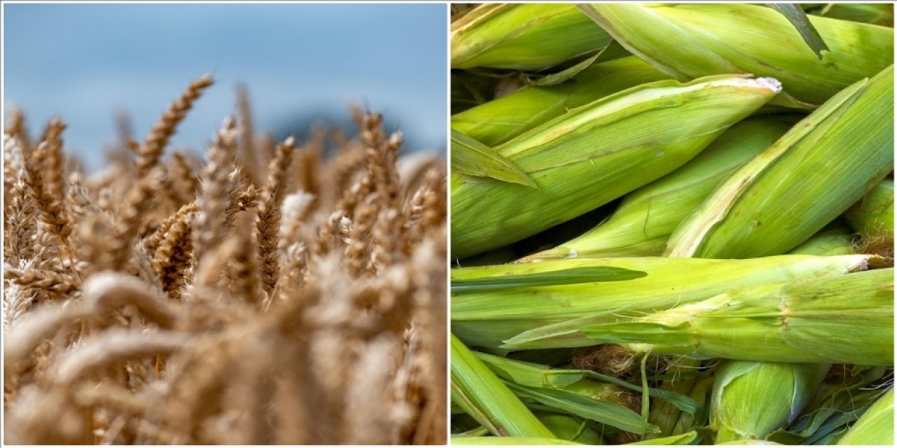 Arpa ve mısır ithalatında tarife kontenjanları 1 milyon ton olarak yeniden belirlendi