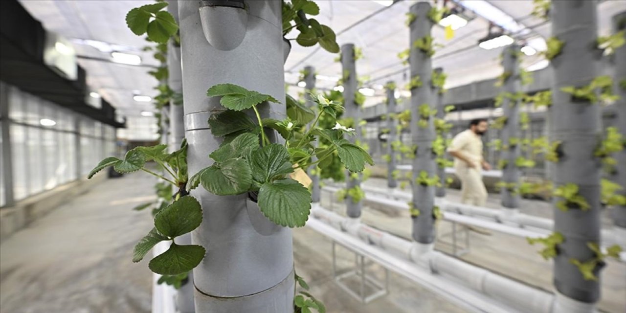 Topraksız dikey tarım uygulamaları enerjide tasarruf ve yüksek verimlilikle geleceğe umut oluyor