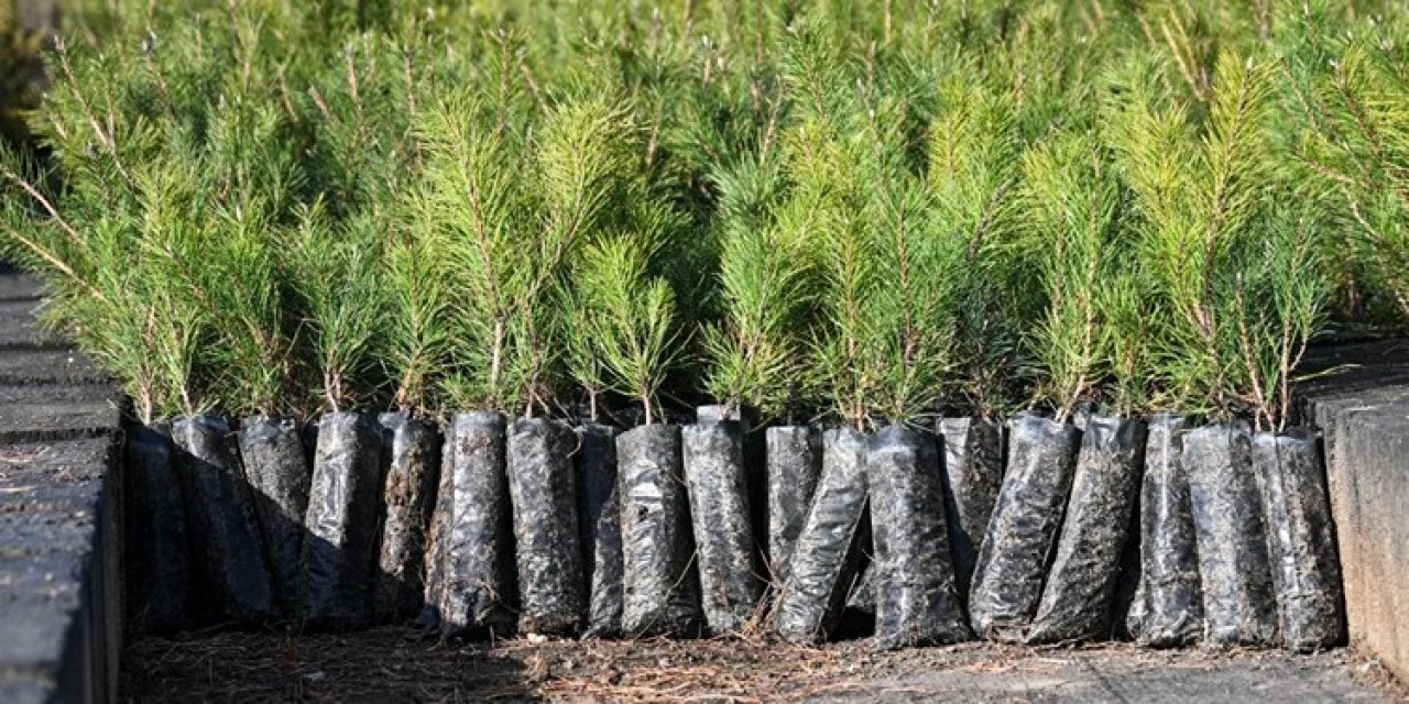 Milli Ağaçlandırma Günü için hedef belirlendi