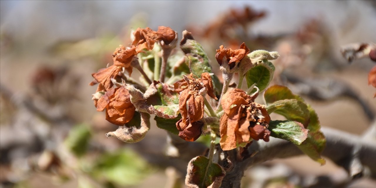 Üreticilere 798 milyon lira yeni destek ödemesi