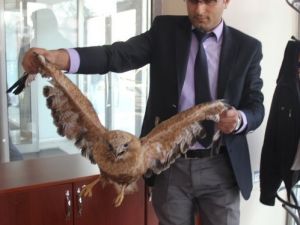 Yaralı Kartalın İmdadına Köylüler Yetişti