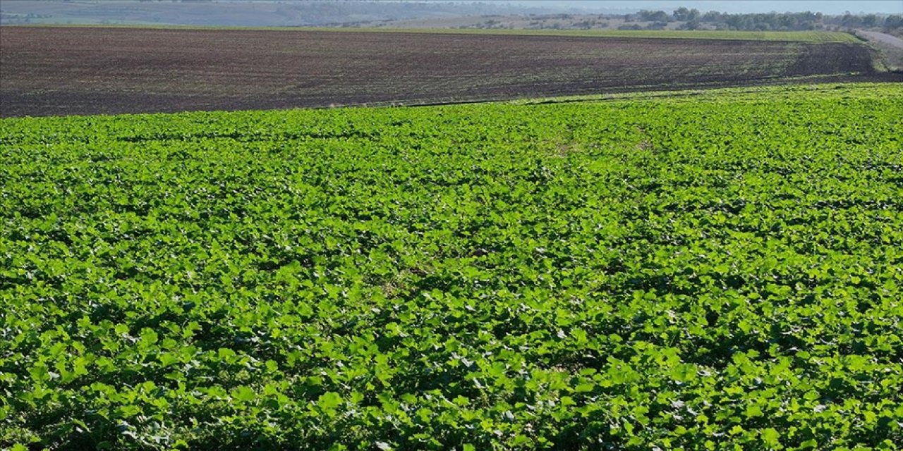 Edirne'de son dönemdeki yağışlar kanola üreticisini sevindirdi