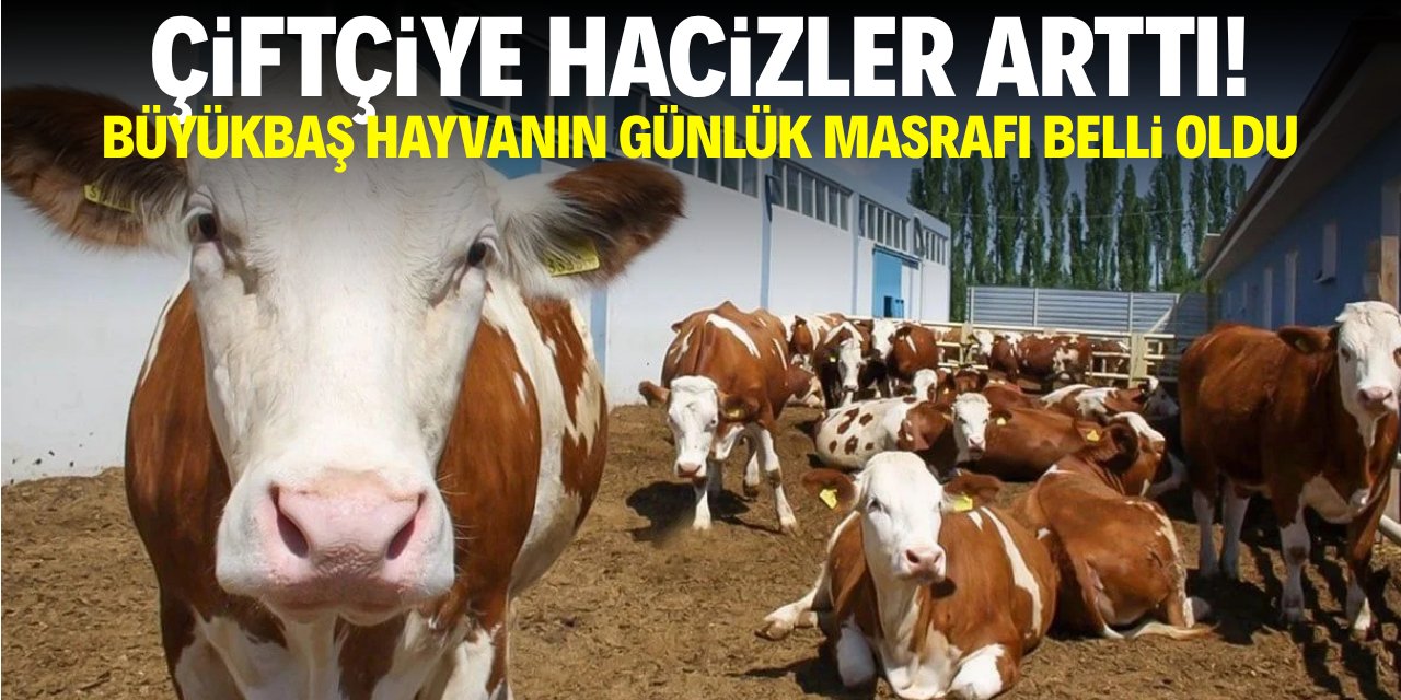 Çiftçi hacizleri hızlandı! Bir büyükbaş hayvanın masrafı belli oldu